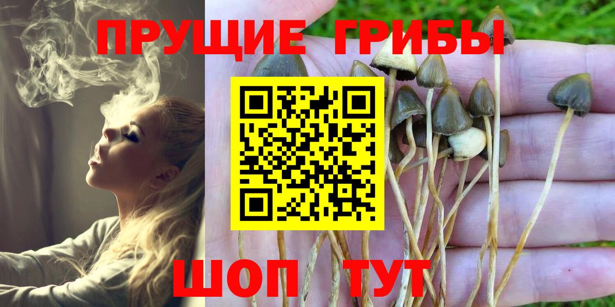 Псилоцибиновые грибы прущие грибы Майкоп